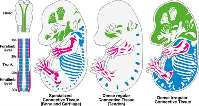 Non-myogenic Contribution to Muscle Development and Homeostasis: The Role of Connective Tissues